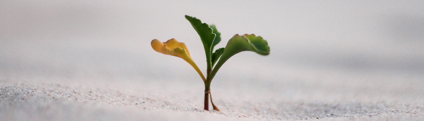 Christian Growth How Christian Growth Flows From Identity in Christ (Not Performance)